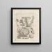 The Miraculous Transformation of Caterpillars and the Strange Food of Flowers Pl057 - Maria Sibylla Merian — framed artwork on a wall