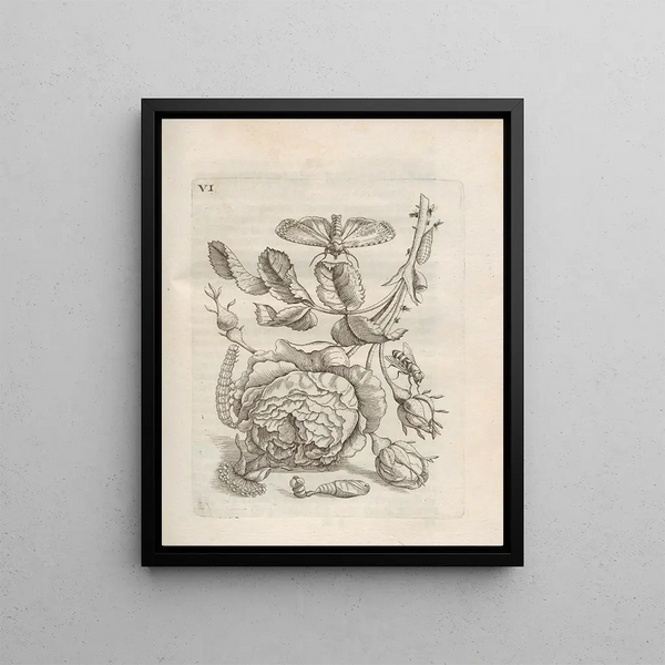 The Miraculous Transformation of Caterpillars and the Strange Food of Flowers Pl057 - Maria Sibylla Merian — framed artwork on a wall
