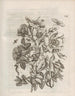 The Miraculous Transformation of Caterpillars and the Strange Food of Flowers Pl058 - Maria Sibylla Merian — artwork view