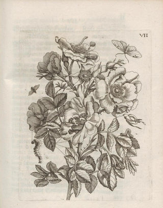 Maria Sibylla Merian - Der Raupen wunderbare Verwandelung und sonderbare BlumenNahrung Pl058.webp