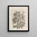 The Miraculous Transformation of Caterpillars and the Strange Food of Flowers Pl058 - Maria Sibylla Merian — framed artwork on a wall