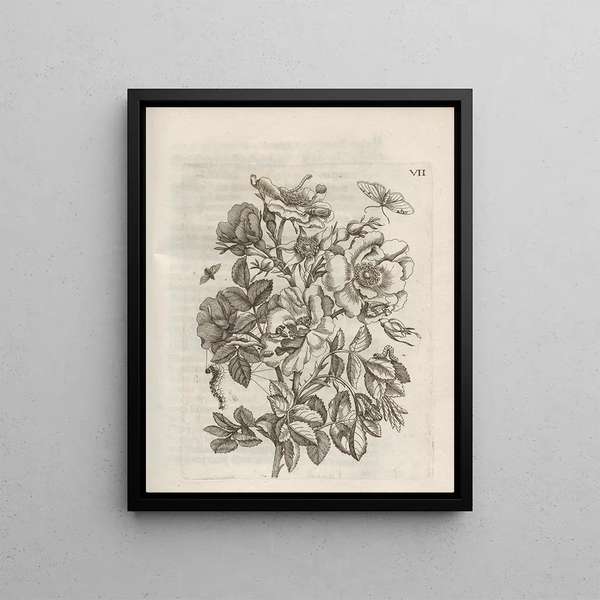 The Miraculous Transformation of Caterpillars and the Strange Food of Flowers Pl058 - Maria Sibylla Merian — framed artwork on a wall