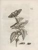 The Miraculous Transformation of Caterpillars and the Strange Food of Flowers Pl059 - Maria Sibylla Merian — artwork view