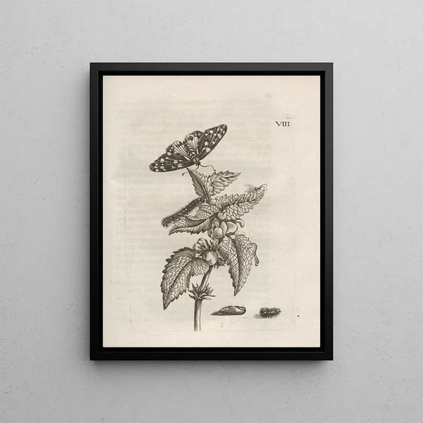 The Miraculous Transformation of Caterpillars and the Strange Food of Flowers Pl059 - Maria Sibylla Merian — framed artwork on a wall