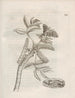 The Miraculous Transformation of Caterpillars and the Strange Food of Flowers Pl060 - Maria Sibylla Merian — artwork view