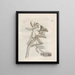 The Miraculous Transformation of Caterpillars and the Strange Food of Flowers Pl060 - Maria Sibylla Merian — framed artwork on a wall