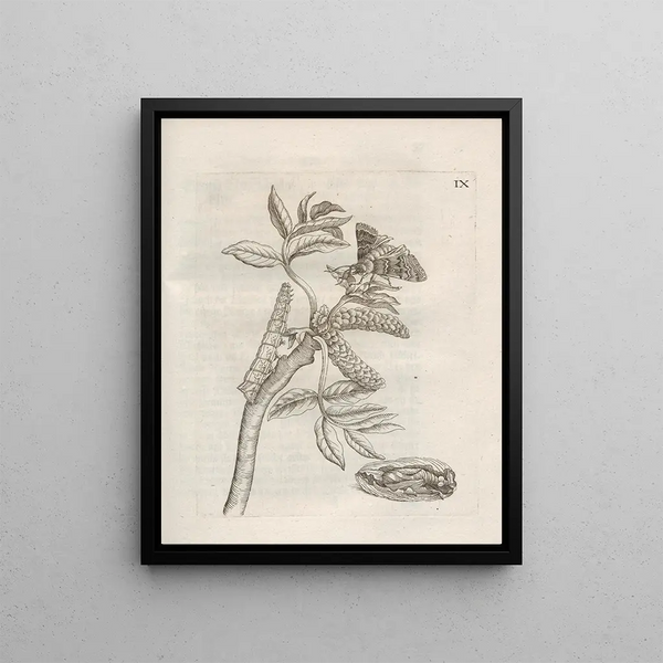 The Miraculous Transformation of Caterpillars and the Strange Food of Flowers Pl060 - Maria Sibylla Merian — framed artwork on a wall