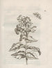 La transformation miraculeuse des chenilles et l'étrange nourriture des fleurs Pl061 - Maria Sibylla Merian — artwork view