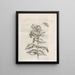 La transformation miraculeuse des chenilles et l'étrange nourriture des fleurs Pl061 - Maria Sibylla Merian — framed artwork on a wall