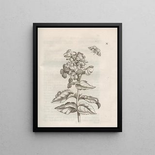 Maria Sibylla Merian - Der Raupen wunderbare Verwandelung und sonderbare BlumenNahrung Pl061.webp