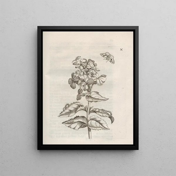 La transformation miraculeuse des chenilles et l'étrange nourriture des fleurs Pl061 - Maria Sibylla Merian — framed artwork on a wall