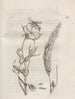 La transformation miraculeuse des chenilles et l'étrange nourriture des fleurs Pl062 - Maria Sibylla Merian — artwork view