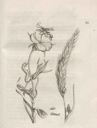 Maria Sibylla Merian - Der Raupen wunderbare Verwandelung und sonderbare BlumenNahrung Pl062.webp
