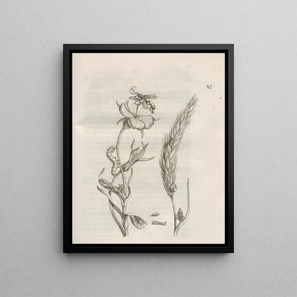 La transformation miraculeuse des chenilles et l'étrange nourriture des fleurs Pl062 - Maria Sibylla Merian — framed artwork on a wall