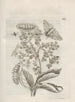 The Miraculous Transformation of Caterpillars and the Strange Food of Flowers Pl063 - Maria Sibylla Merian — artwork view