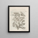 The Miraculous Transformation of Caterpillars and the Strange Food of Flowers Pl063 - Maria Sibylla Merian — framed artwork on a wall