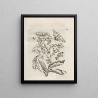 Maria Sibylla Merian - Der Raupen wunderbare Verwandelung und sonderbare BlumenNahrung Pl063.webp