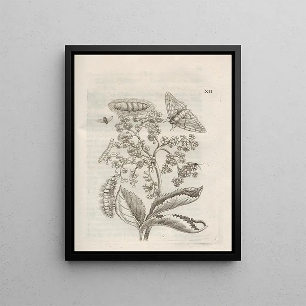 The Miraculous Transformation of Caterpillars and the Strange Food of Flowers Pl063 - Maria Sibylla Merian — framed artwork on a wall