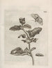 La transformation miraculeuse des chenilles et l'étrange nourriture des fleurs Pl064 - Maria Sibylla Merian — artwork view