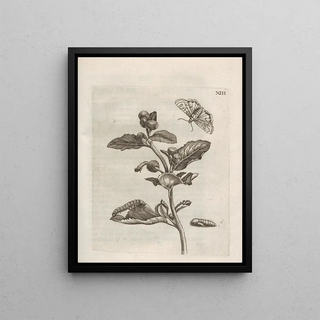 Maria Sibylla Merian - Der Raupen wunderbare Verwandelung und sonderbare BlumenNahrung Pl064.webp
