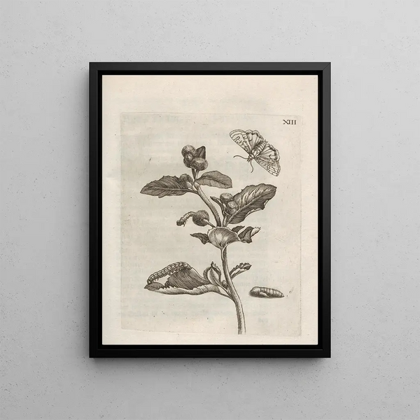 La transformation miraculeuse des chenilles et l'étrange nourriture des fleurs Pl064 - Maria Sibylla Merian — framed artwork on a wall