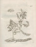 The Miraculous Transformation of Caterpillars and the Strange Food of Flowers Pl065 - Maria Sibylla Merian — artwork view