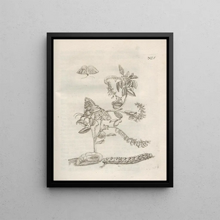 Maria Sibylla Merian - Der Raupen wunderbare Verwandelung und sonderbare BlumenNahrung Pl065.webp