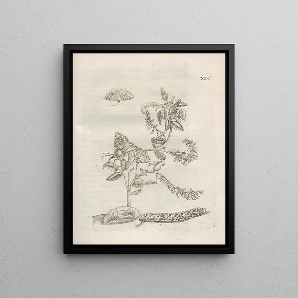 The Miraculous Transformation of Caterpillars and the Strange Food of Flowers Pl065 - Maria Sibylla Merian — framed artwork on a wall