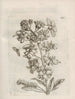 The Miraculous Transformation of Caterpillars and the Strange Food of Flowers Pl066 - Maria Sibylla Merian — artwork view