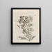 The Miraculous Transformation of Caterpillars and the Strange Food of Flowers Pl066 - Maria Sibylla Merian — framed artwork on a wall