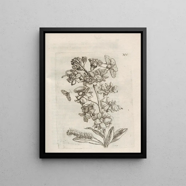 The Miraculous Transformation of Caterpillars and the Strange Food of Flowers Pl066 - Maria Sibylla Merian — framed artwork on a wall