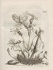 The Miraculous Transformation of Caterpillars and the Strange Food of Flowers Pl067 - Maria Sibylla Merian — artwork view