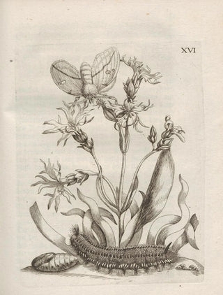 Maria Sibylla Merian - Der Raupen wunderbare Verwandelung und sonderbare BlumenNahrung Pl067.webp