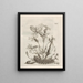 The Miraculous Transformation of Caterpillars and the Strange Food of Flowers Pl067 - Maria Sibylla Merian — framed artwork on a wall