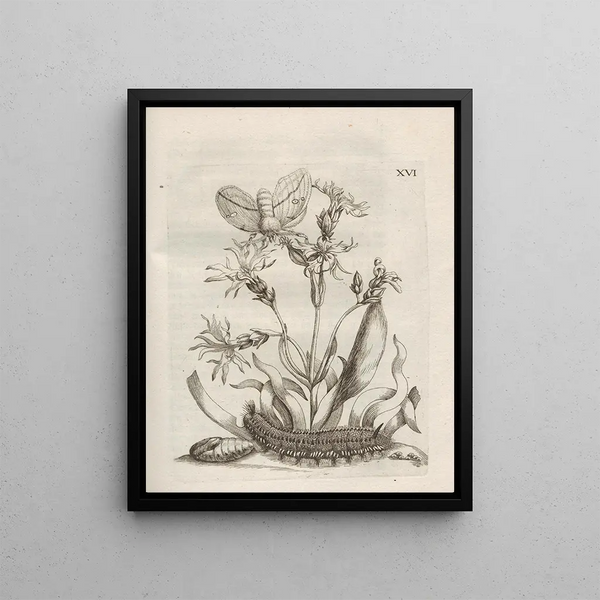 The Miraculous Transformation of Caterpillars and the Strange Food of Flowers Pl067 - Maria Sibylla Merian — framed artwork on a wall