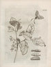 The Miraculous Transformation of Caterpillars and the Strange Food of Flowers Pl068 - Maria Sibylla Merian — artwork view