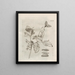 The Miraculous Transformation of Caterpillars and the Strange Food of Flowers Pl068 - Maria Sibylla Merian — framed artwork on a wall