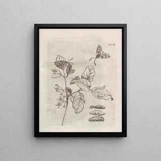 Maria Sibylla Merian - Der Raupen wunderbare Verwandelung und sonderbare BlumenNahrung Pl068.webp