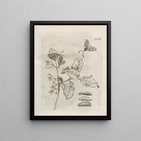 The Miraculous Transformation of Caterpillars and the Strange Food of Flowers Pl068 - Maria Sibylla Merian — framed artwork on a wall
