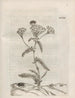 The Miraculous Transformation of Caterpillars and the Strange Food of Flowers Pl069 - Maria Sibylla Merian — artwork view