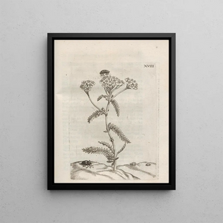 Maria Sibylla Merian - Der Raupen wunderbare Verwandelung und sonderbare BlumenNahrung Pl069.webp