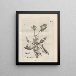Maria Sibylla Merian - Der Raupen wunderbare Verwandelung und sonderbare BlumenNahrung Pl071.webp