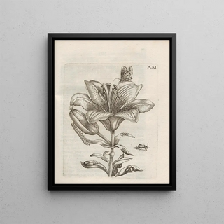 Maria Sibylla Merian - Der Raupen wunderbare Verwandelung und sonderbare BlumenNahrung Pl072.webp