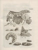 The Miraculous Transformation of Caterpillars and the Strange Food of Flowers Pl074 - Maria Sibylla Merian — artwork view
