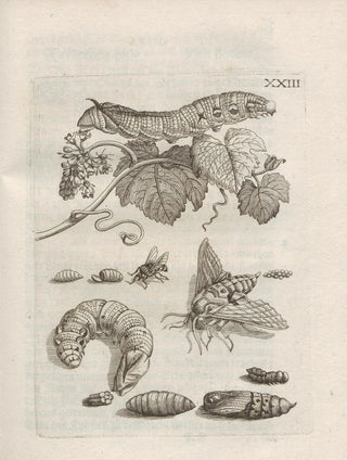 Maria Sibylla Merian - Der Raupen wunderbare Verwandelung und sonderbare BlumenNahrung Pl074.webp