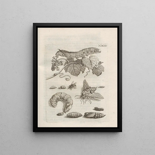 Maria Sibylla Merian - Der Raupen wunderbare Verwandelung und sonderbare BlumenNahrung Pl074.webp