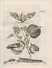 La transformation miraculeuse des chenilles et l'étrange nourriture des fleurs Pl075 - Maria Sibylla Merian — artwork view