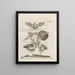 La transformation miraculeuse des chenilles et l'étrange nourriture des fleurs Pl075 - Maria Sibylla Merian — framed artwork on a wall