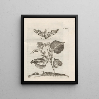 Maria Sibylla Merian - Der Raupen wunderbare Verwandelung und sonderbare BlumenNahrung Pl075.webp