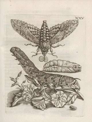 Maria Sibylla Merian - Der Raupen wunderbare Verwandelung und sonderbare BlumenNahrung Pl076.webp